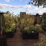 Cathedral View Rooftop Garden, photo 4