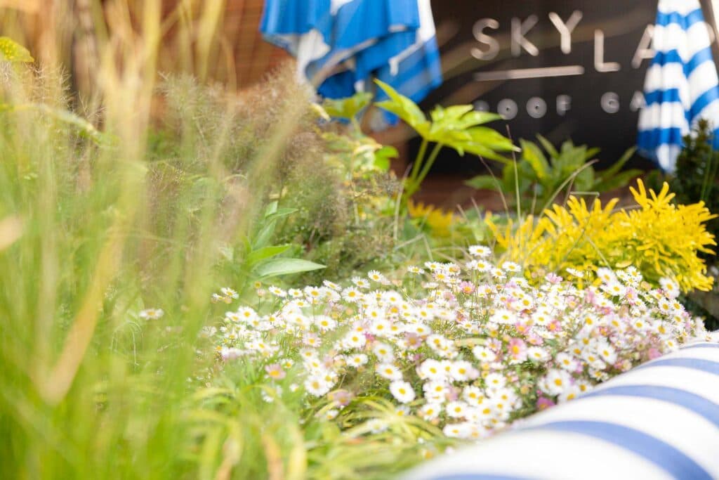 Skylark Roof Garden, photo 5