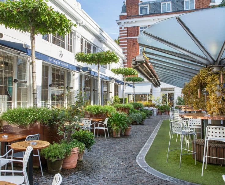 Bluebird Chelsea, photo 4